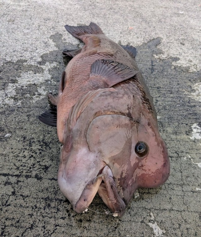 この日キーさんが釣りあげた75cmのオスの「コブダイ」。「コブダイ」は70cmを超えるとオスに性転換するそう（画像提供：キーさん）