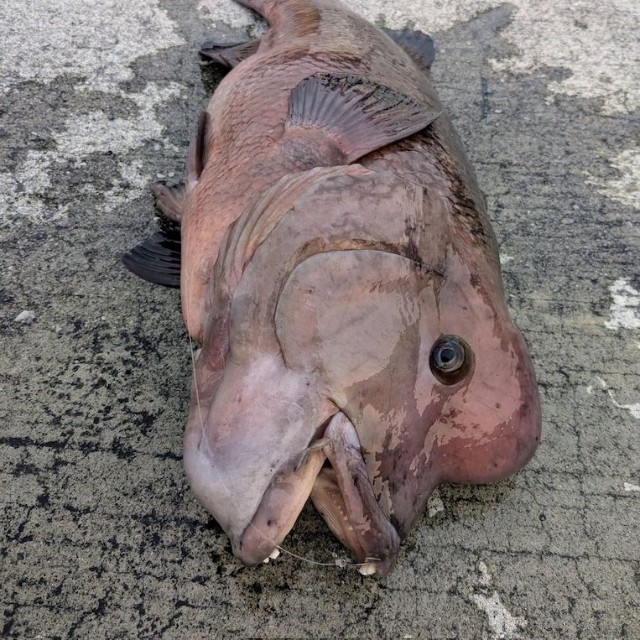 この日キーさんが釣りあげた75cmのオスの「コブダイ」。「コブダイ」は70cmを超えるとオスに性転換するそう（画像提供：キーさん）