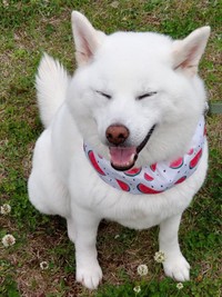 散歩中、楽しそうに笑みを浮かべるしろくん（画像提供：ちろさん）