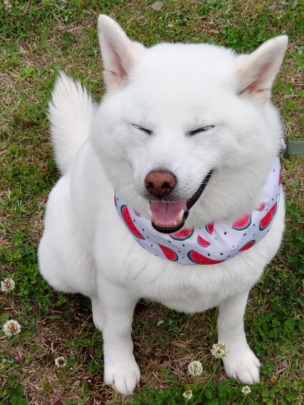 散歩中、楽しそうに笑みを浮かべるしろくん（画像提供：ちろさん）