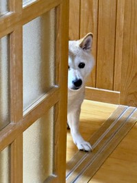 扉の向こうから飼い主さんをじっと見つめるゆめちゃん（画像提供：柴犬の見る夢さん）