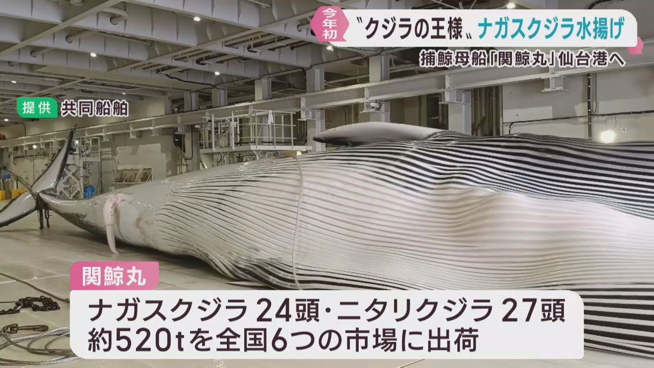 ナガスクジラとニタリクジラの生肉を初水揚げ　仙台港
