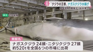 ナガスクジラとニタリクジラの生肉を初水揚げ　仙台港