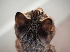 ながめる角度を変え、匂いを楽しみ…猫の後頭部のフェチな愛で方