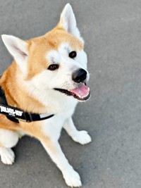 笑顔はパピーの頃のまま！ 飼い主さんのことが大好きなあさひくん（画像提供：秋田犬あさひ akitainu asahiさん）