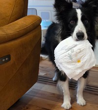 おむつが必要なタイミングで気が利きすぎるリリィちゃん（提供：なつ☺︎🌻🍓‎🤍さん）