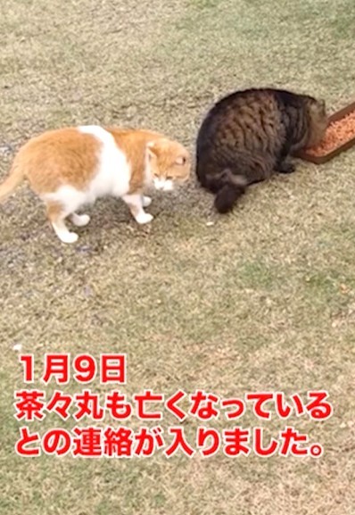 茶々丸も死んでいたという（寧波さん提供、Instagramよりキャプチャ撮影）