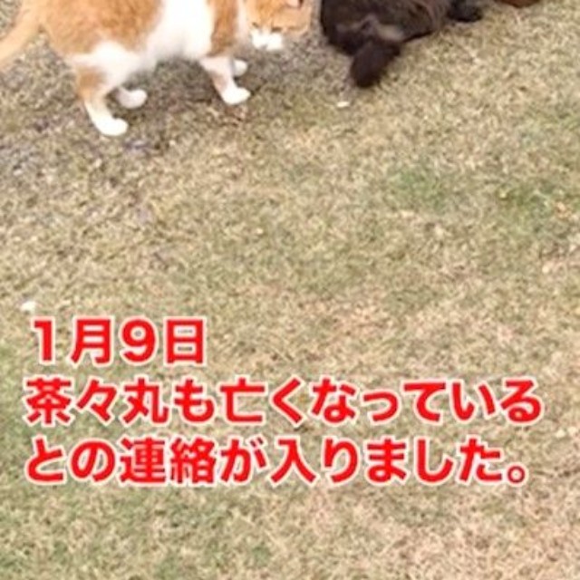 茶々丸も死んでいたという（寧波さん提供、Instagramよりキャプチャ撮影）