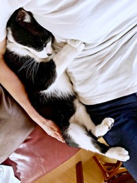 飼い主さんの腕の中で眠るこてつくん（画像提供：お母ちゃん こてつ ぜんさん）