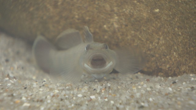 シマヒレヨシノボリ