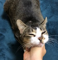 かわいく甘えるトッティくん