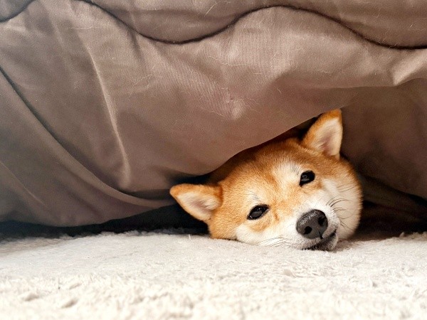 コタツに入って温まるようこちゃん（画像提供：シバシバお豆さん）