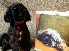 愛するペットの写真で紙バッグ　オリジナル品が作れます！