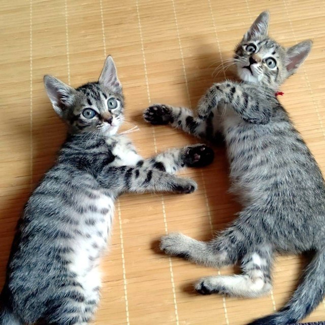 この写真を見て、兄弟で家族に迎えると決めた