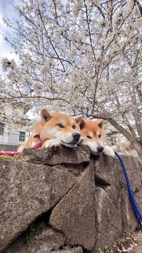 満開の桜の下にて（画像提供：柴犬が作る幻の赤いキウイさん）