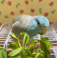 豆苗も大好物＝マメルリハのルーちゃんさん（@ruriironokotori）提供