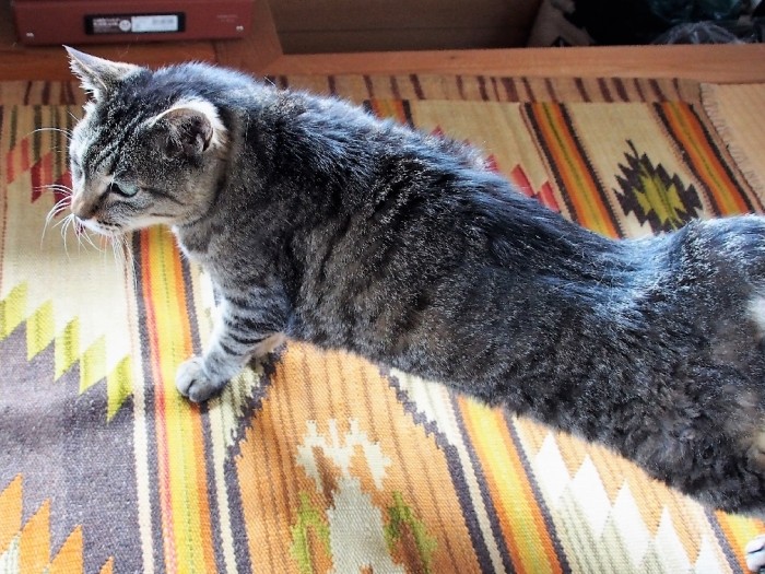 さてと、夕食はまだかな