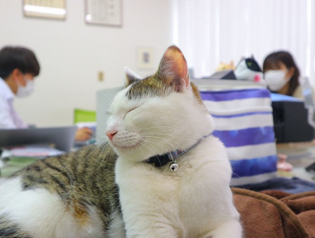 勤務中のネリ秘書