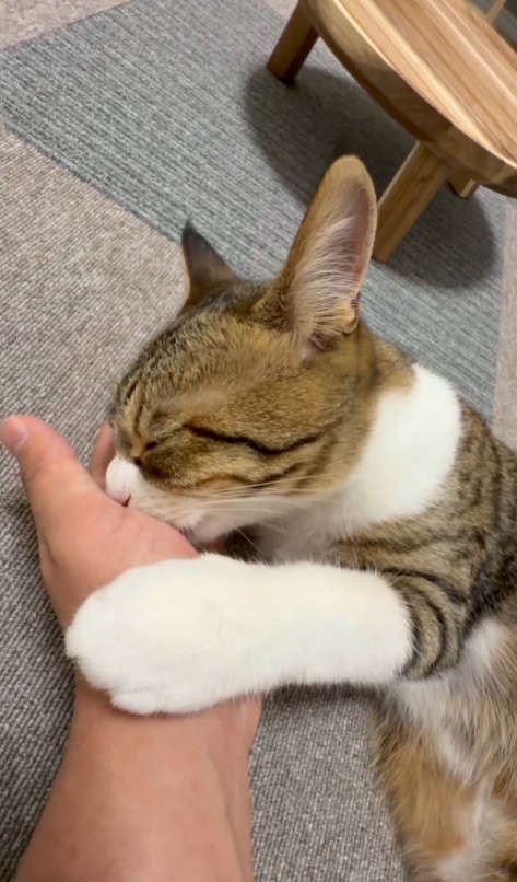 ラオくんは大きくなっても、飼い主さんの手をチュパチュパ