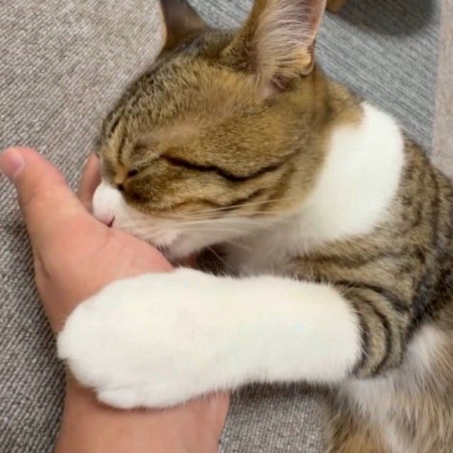 ラオくんは大きくなっても、飼い主さんの手をチュパチュパ