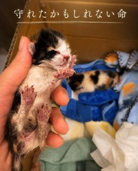 全身傷だらけの子猫たちを保護したが…（高村さん提供、Instagramよりキャプチャ撮影）