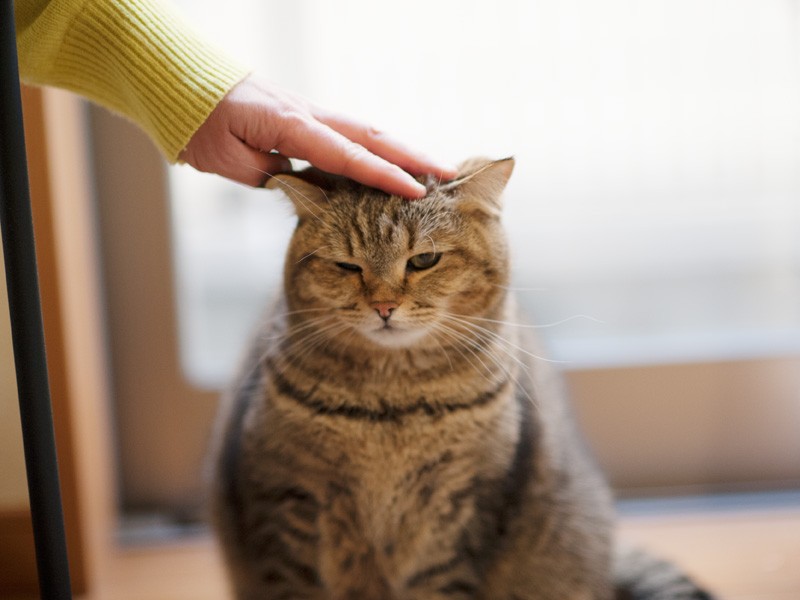 「頭を押さえられると縮んじゃうわ」（小林写函撮影）