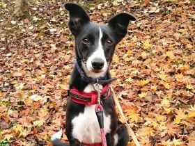 雪中散歩に大はしゃぎするも寒くてブルブル…でも楽しい！　MIX犬「ライン」