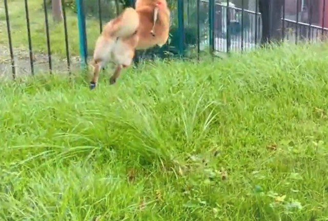 画面からはみ出るほどのジャンプ力！（柴犬勇者むぎさん提供、Twitterよりキャプチャ撮影）