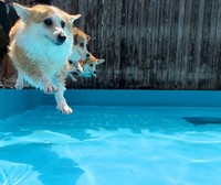 それぞれの決意を胸に飛び込むわんちゃんたち（提供：🍞コーギーつむぎ🍞さん）