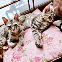 生後4カ月、日向ぼっこするマオくん、モモくん（画像提供：ぽりぽりさん）