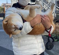 前からみるとこんな感じらしい・・・（「赤柴こはる 岡山生まれおっさん育ち」さん提供）
