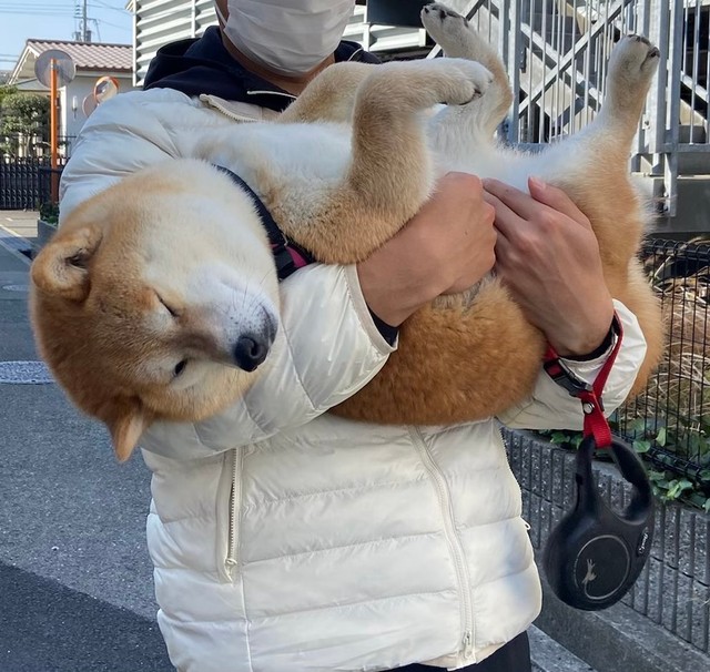 前からみるとこんな感じらしい・・・（「赤柴こはる 岡山生まれおっさん育ち」さん提供）