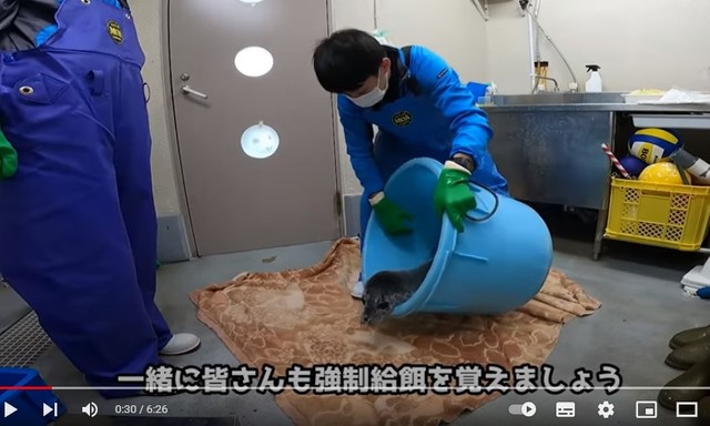 「強制給餌」の方法を皆さんも覚えましょう!？