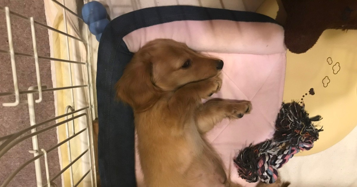 恐怖の惨状 破壊活動に拾い食い ダックスの子犬の激しさに途方に暮れる 犬 猫との幸せな暮らしのためのペット情報サイト Sippo