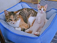 先住猫・ももちゃんと一緒にくつろぐ爽太くん（画像提供：かまねこさん）