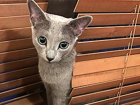 三角形の顔にまん丸目　ロシアンブルーの「グリ」