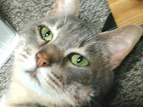 高齢で猫の譲渡にはハードル　息子に支えられ新たな猫と暮らす