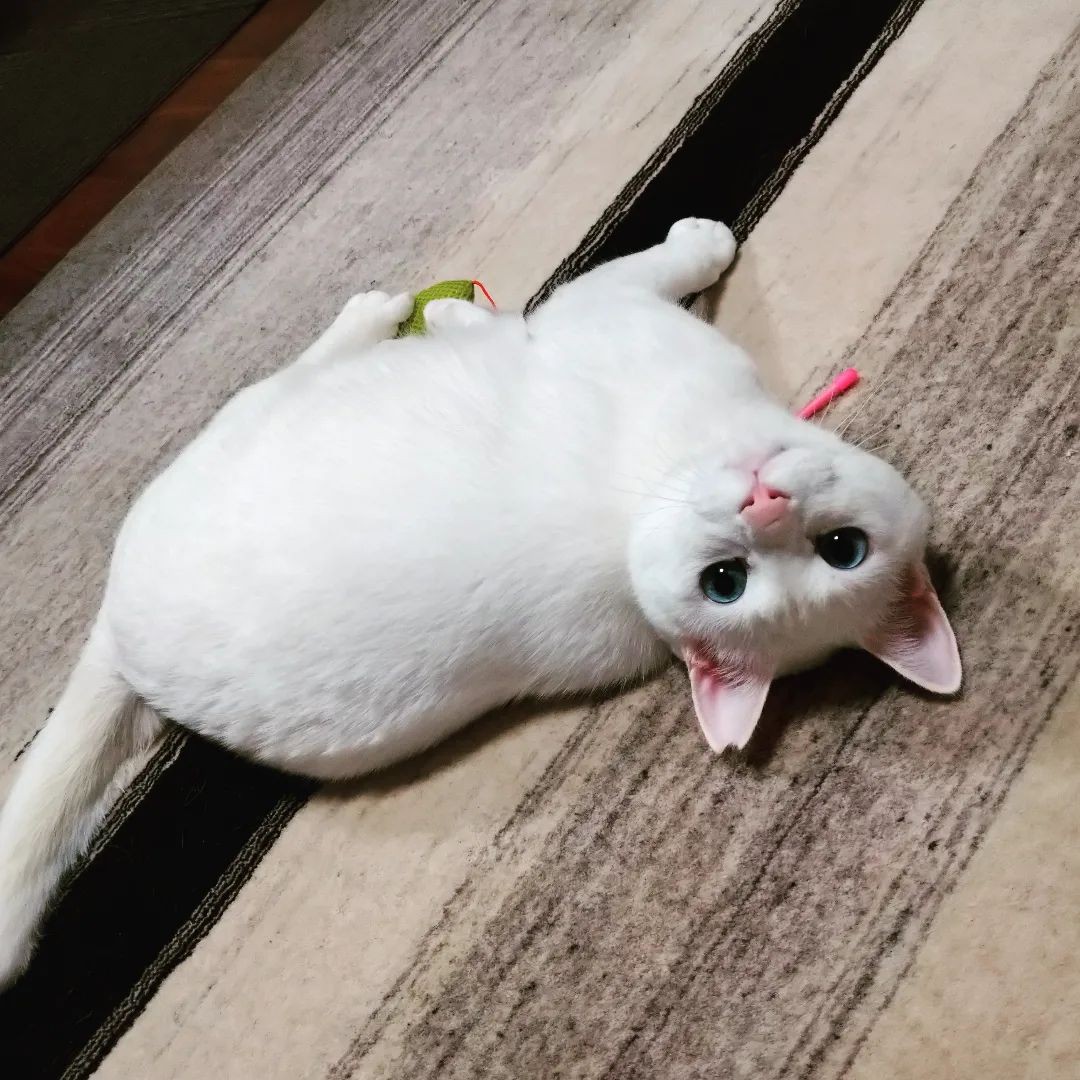 白猫好き 白猫好き 白猫好き 白猫 ZX白