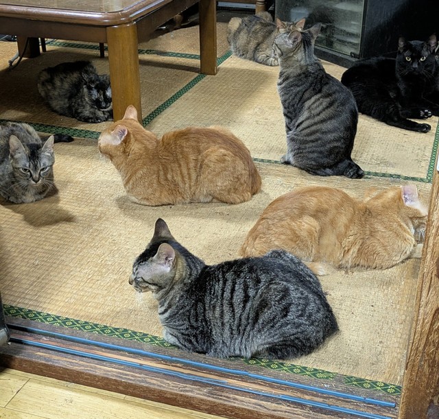 足の踏み場のないくらい猫で埋め尽くされた畳部屋の写真がXで話題に（popncatさん提供）