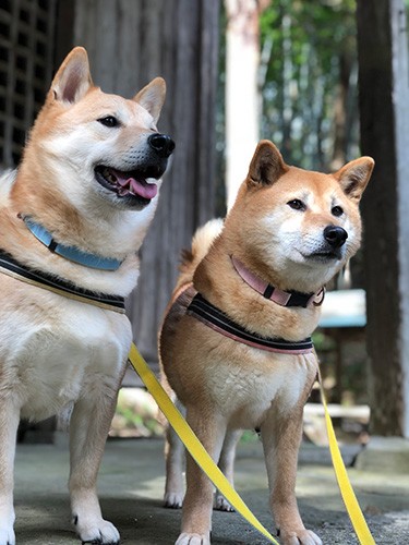 ちかさんの投稿写真。強い絆。犬って精神性が高い動物だとつくづく思います。