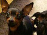 ピン、沖縄へ帰る　目に焼き付けたギザギザ尻尾