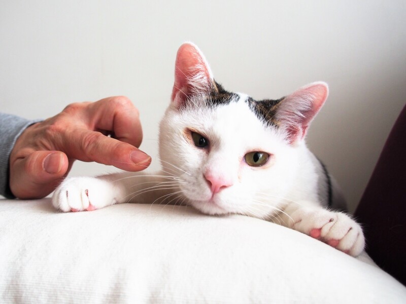 「ウフフのこぼしたご飯までしっかりきれいに食べてくれます。大猫になるかも」と、ユウコさん