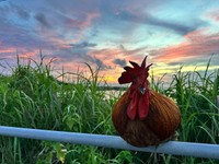 喜界島の豊かな自然のなかでともに暮らす6羽のニワトリとぴあやのさん（画像提供：ぴあやの 島暮らしピアノ弾きさん）