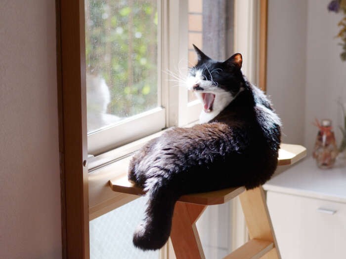 「あー、もうフードは食べたくない」（小林写函撮影）