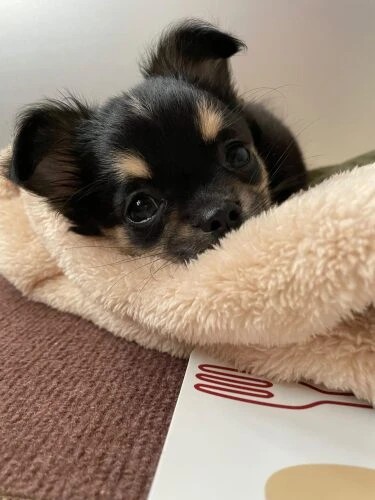 家にきたころの「そら」