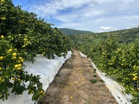 キメラは商品価値がなく枝ごと切ってしまう（画像提供：杉本幸介さん）