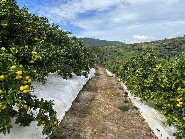 キメラは商品価値がなく枝ごと切ってしまう（画像提供：杉本幸介さん）