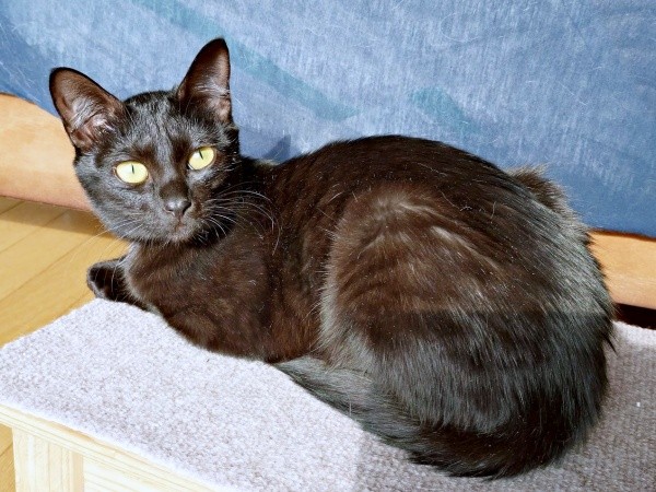 生後6カ月を迎え、美ニャンぶりに磨きがかかったキキさん（画像提供：三田尻さん）