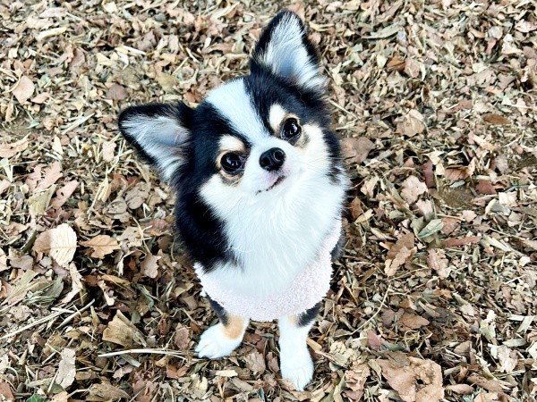 落ち葉のうえにたたずんで、飼い主さんを見上げるもちょちょちゃん（画像提供：もちょちょ愛してる。さん）