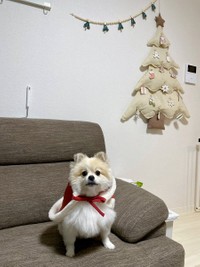 もうすぐクリスマス（画像提供：ちくわ△(ポメ)さん）